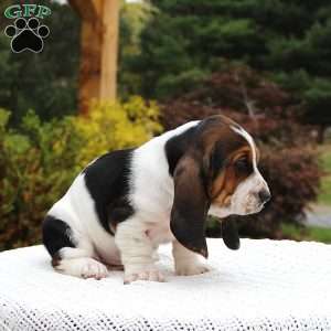 Barney, Basset Hound Puppy